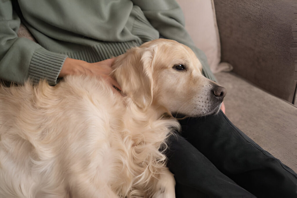 how to comfort a dog with pancreatitis