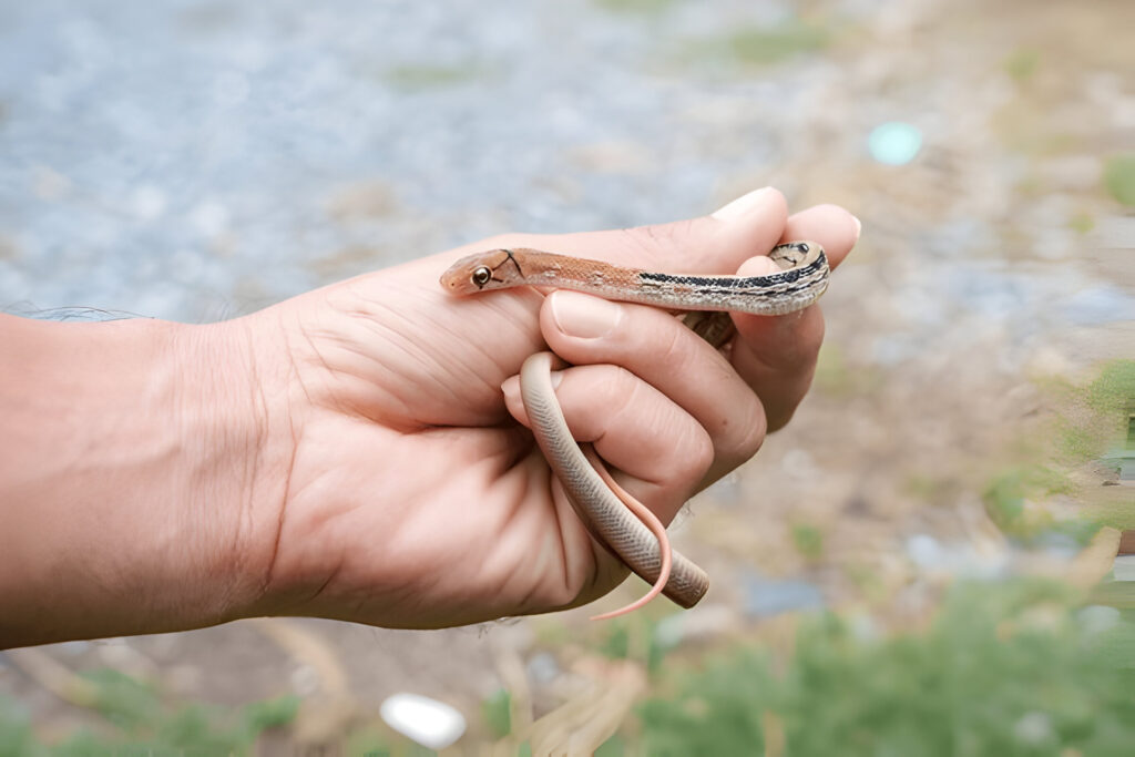 How to Identify a Baby Copperhead Snake