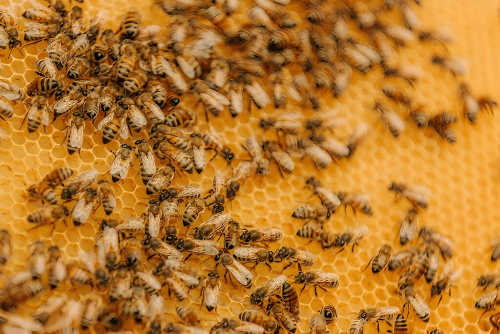 how to get rid of ground bees