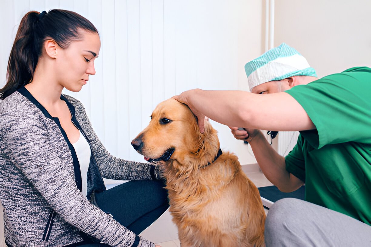 how to heal dog prolapse at home