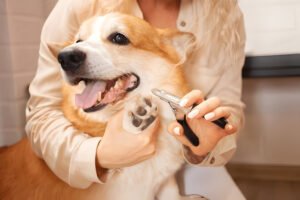 how to cut an uncooperative dogs nails