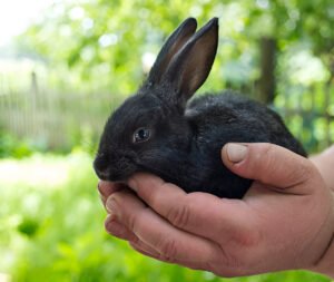 how to tell how old a baby rabbit is