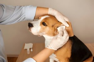 how to treat dog ear infection without vet