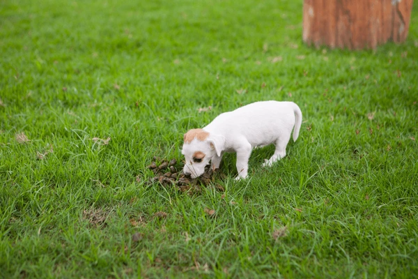 how to stop dog from eating poop home remedies