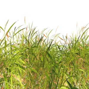 Home Depot Tara Prairie Dropseed