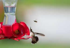 How to Keep Bees Away From Hummingbird Feeders