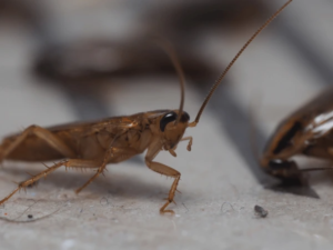 how to get rid of german roaches overnight