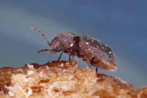 how to get rid of drugstore beetles