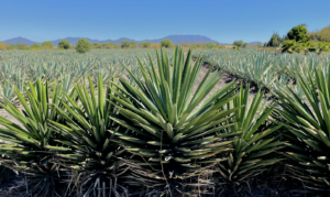 Mezcal